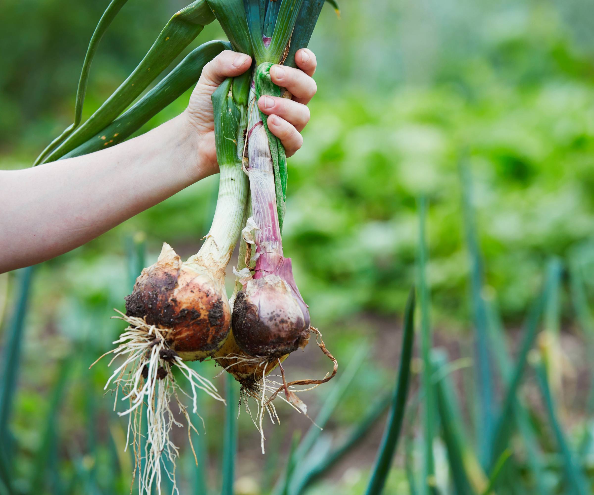 A hand holds several freshly picked onions in a garden