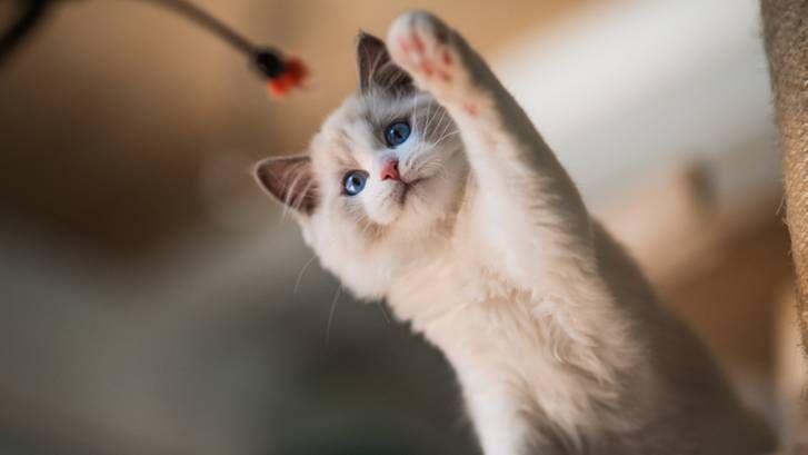 Kitten playing with one of the best kitten toys