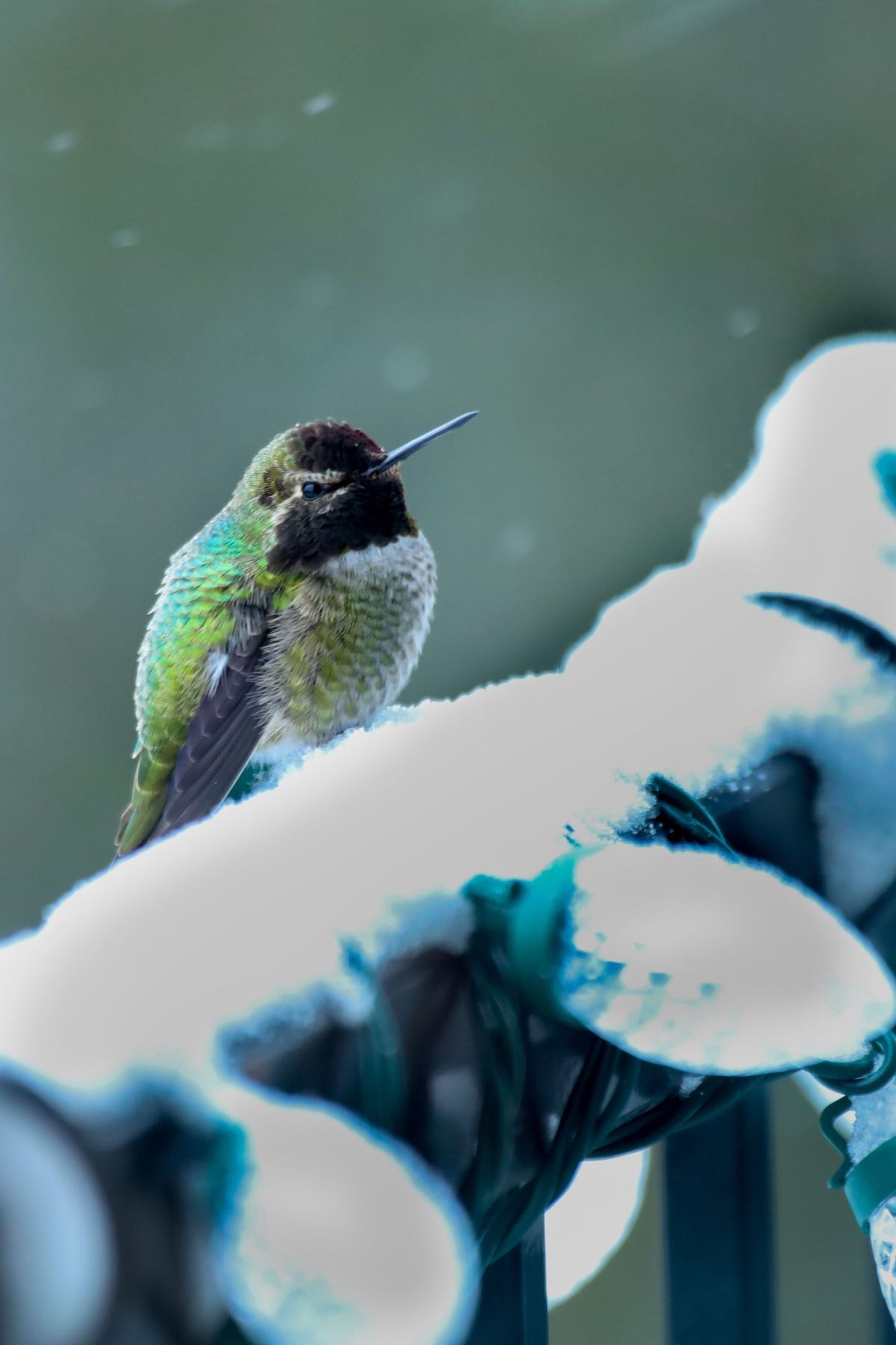 GuruShots - February 2026