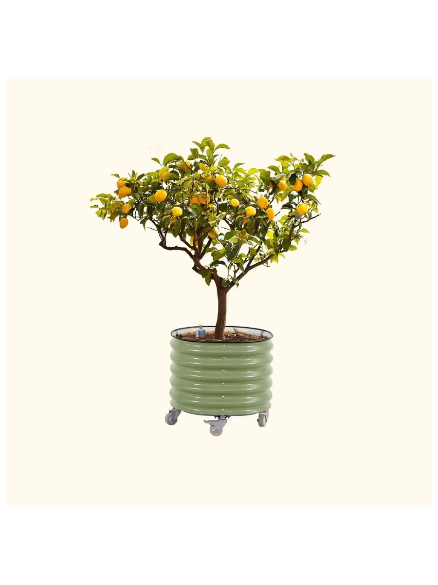 VEGO GARDEN, Rolling Tree Planter