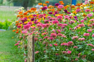 A bunch of blooming zinnias