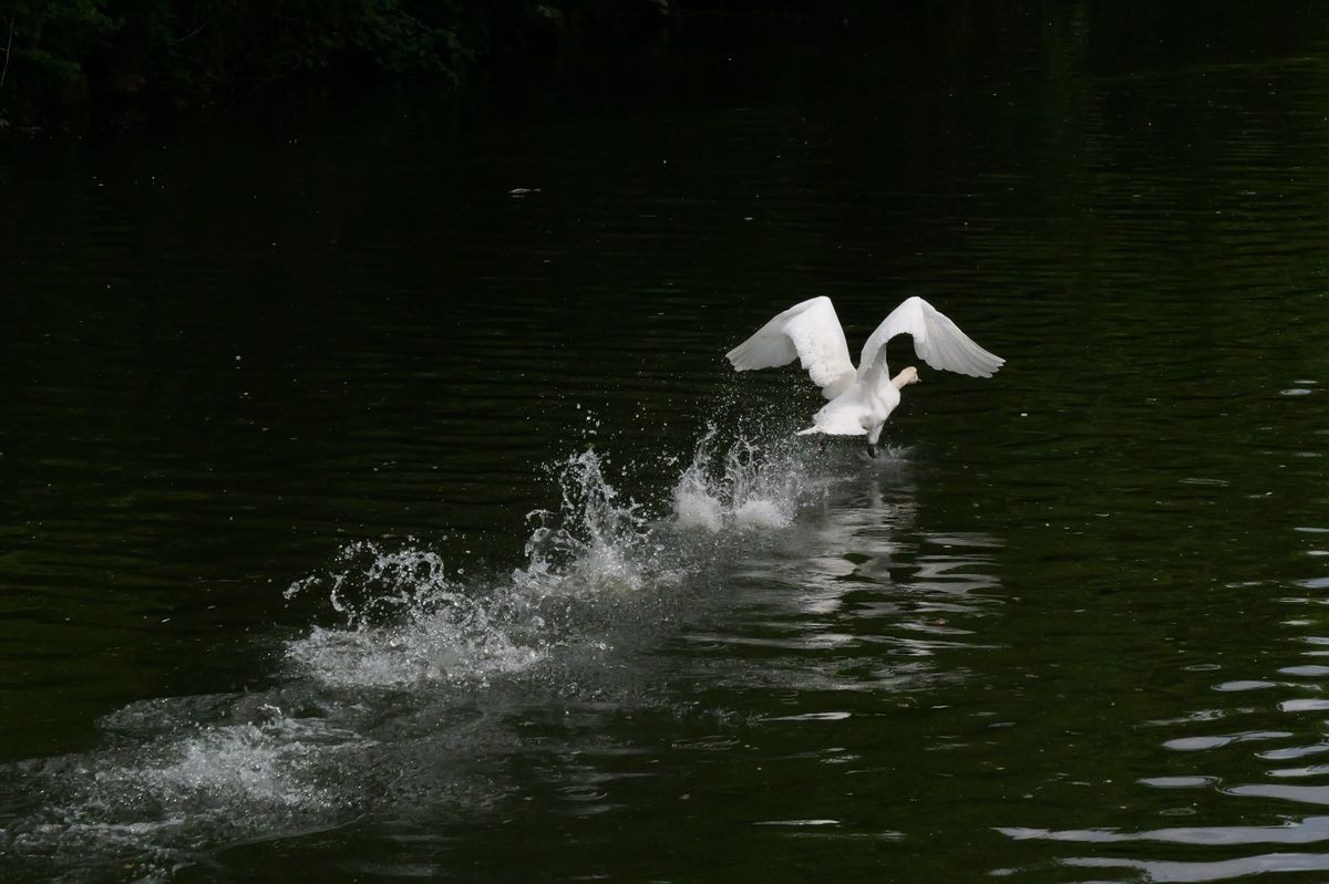 A photo taken on a Panasonic Lumix GH7 Micro Four Thirds camera