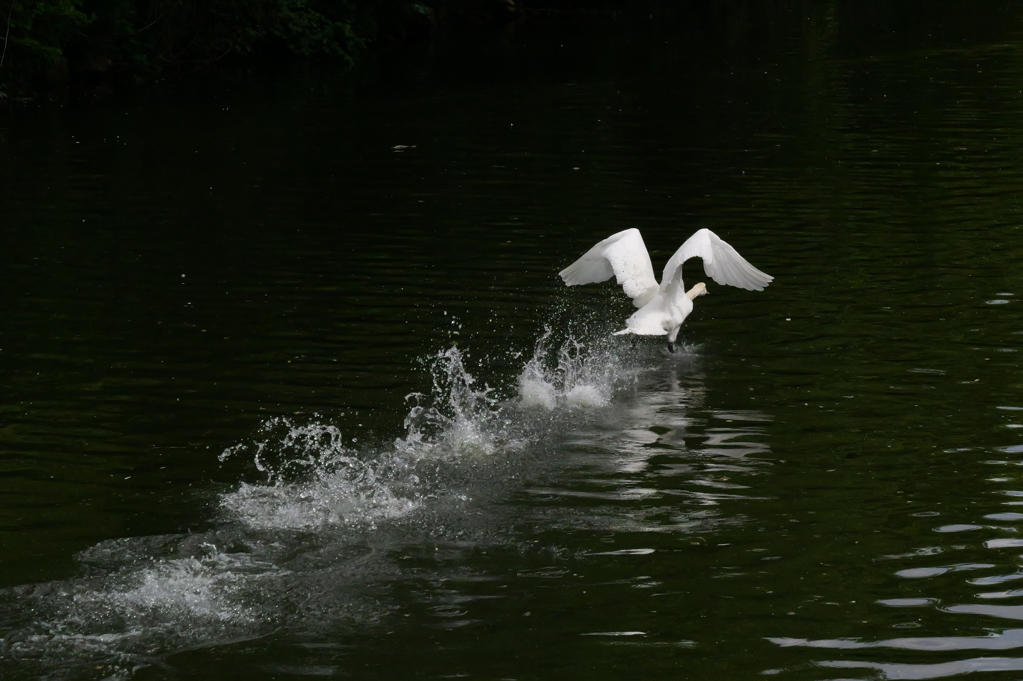 A photo taken on a Panasonic Lumix GH7 Micro Four Thirds camera