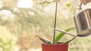 woman watering orchid plant with chrome watering can