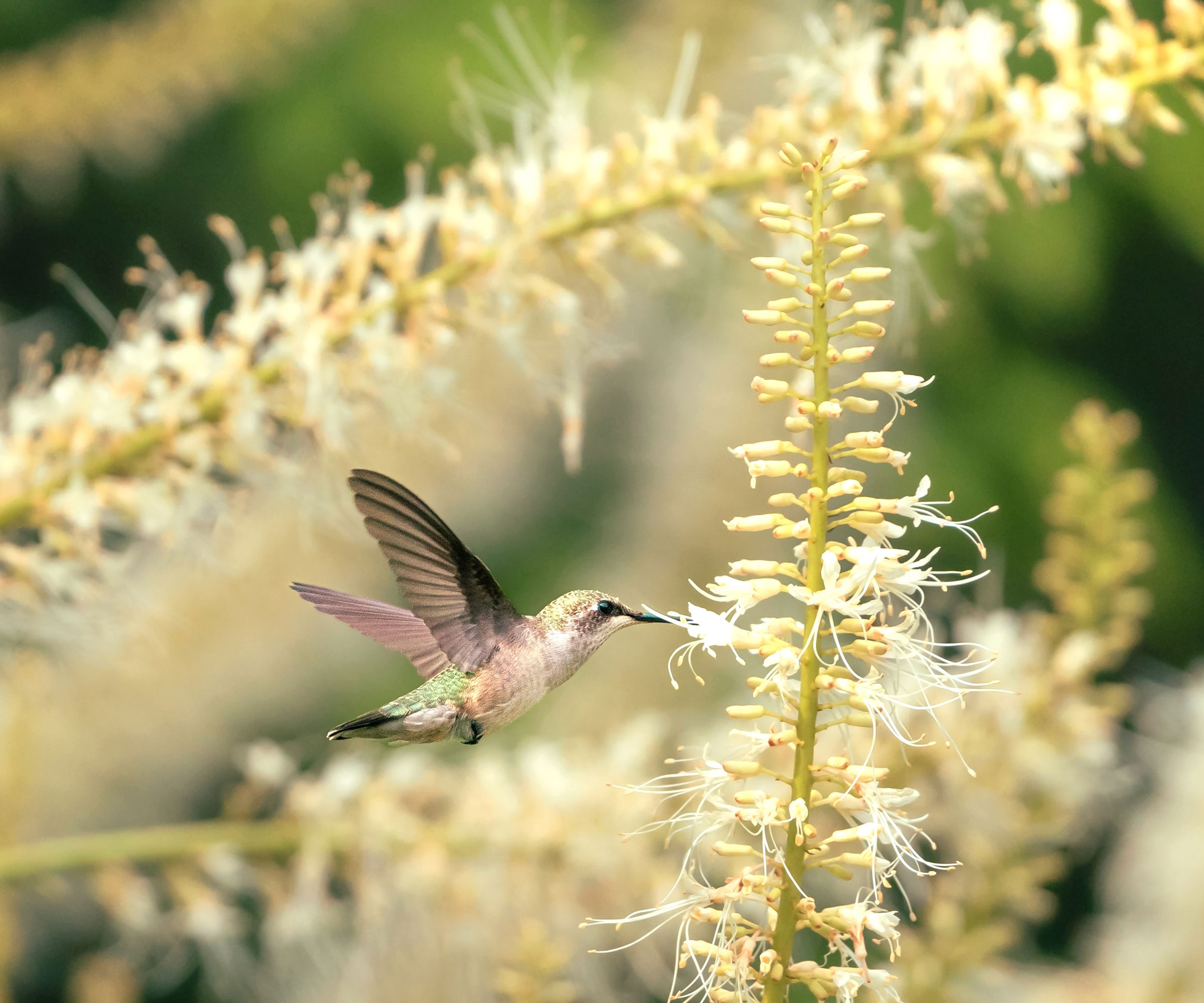 young hummingbird feeding on foamflower