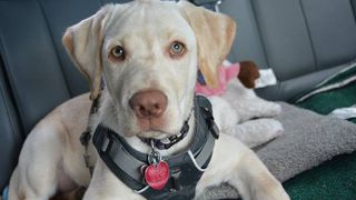 Dog in the car wearing one of the best tactical dog harnesses