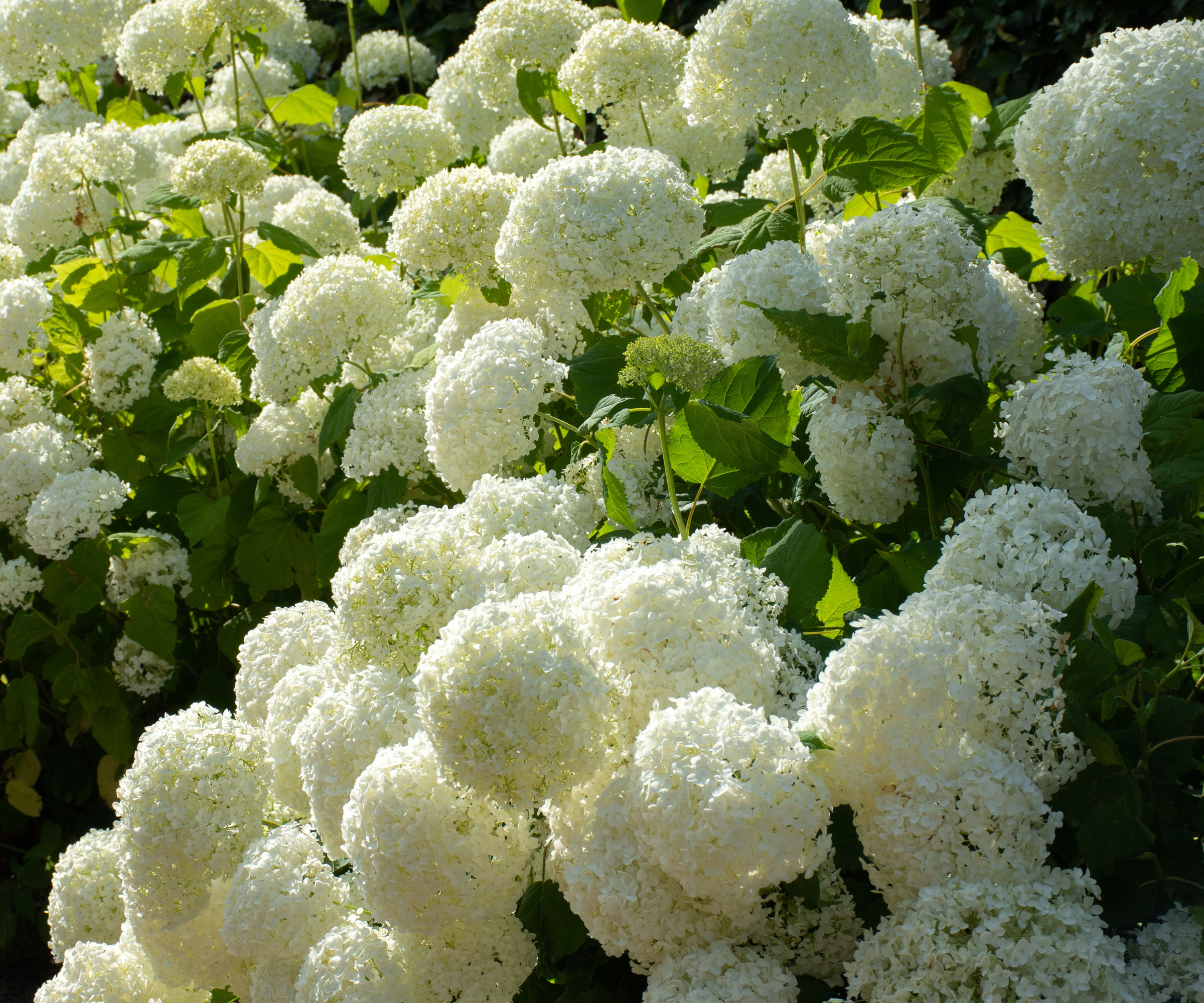 native hydrangea Annabelle with white blooms
