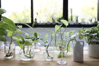 Philodendron houseplants in glass jars