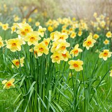 yellow daffodils in springtime 