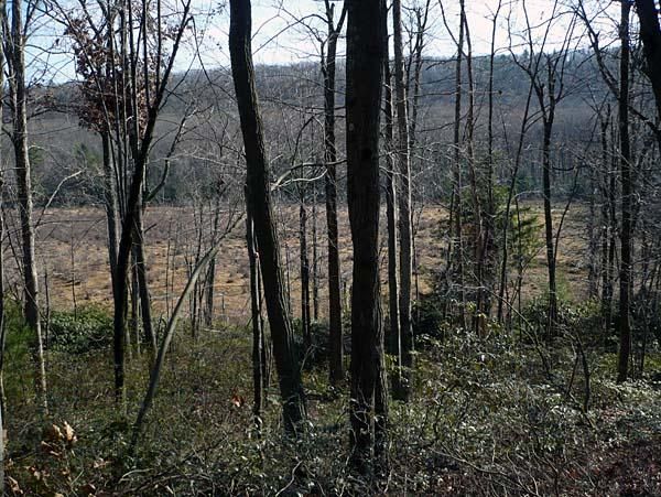 In May, the forest will be so dense with leaves, you won't see this swamp not far from a trail in Bald Eagle State Forest.