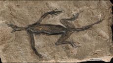 A fake fossil of a lizard.