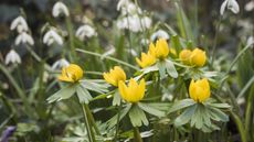 Yellow winter aconites and white snowdrops in bloom in a winter garden