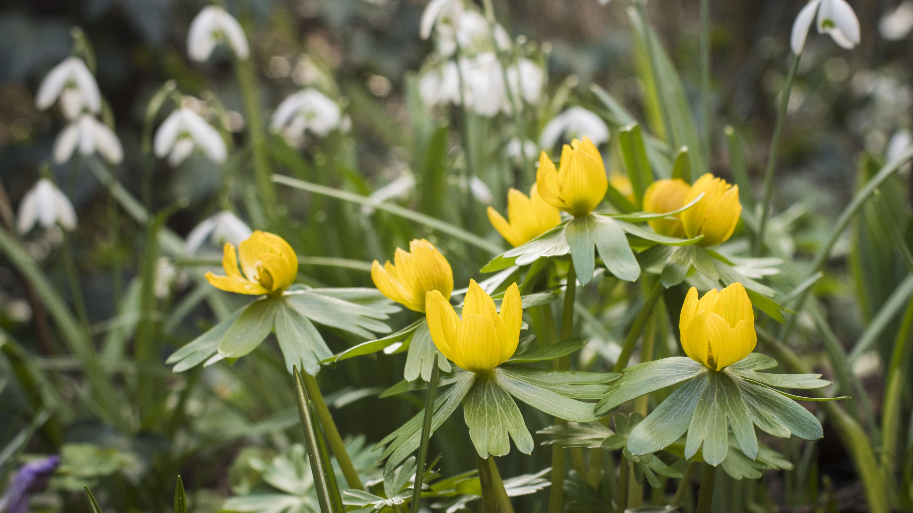 Yellow winter aconites and white snowdrops in bloom in a winter garden