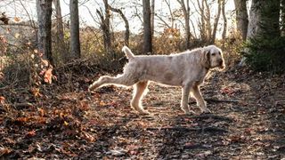 dog kicks after pooping