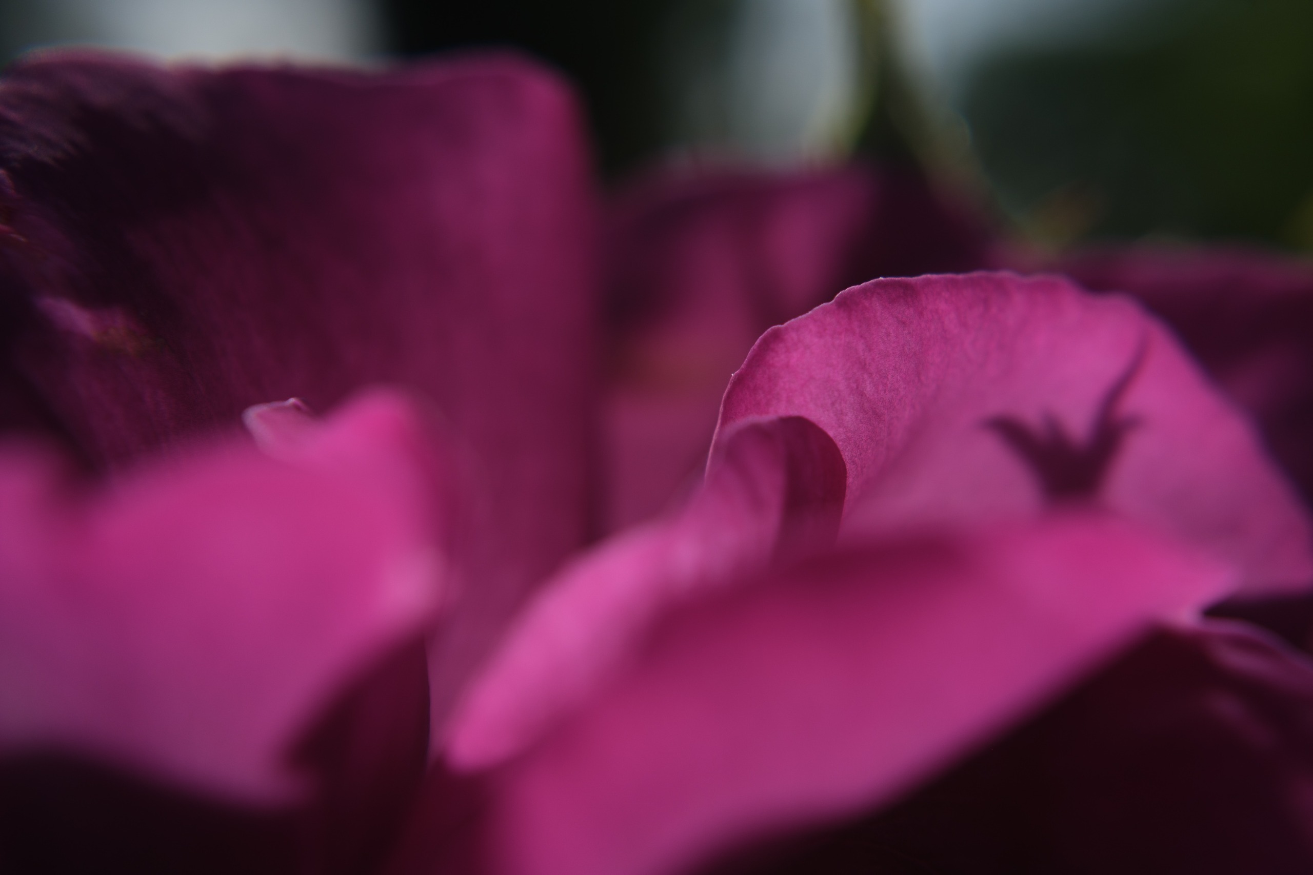 Macro photograph of overlapping deep pink flower petals with a narrow area in sharp focus.