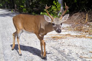 A Key deer crossing the road on No Name Key in Florida