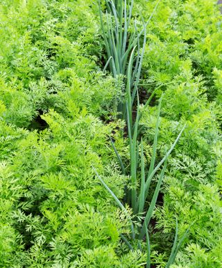 Tops of carrots and onions growing together in soil