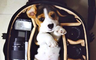 Readers' dogs gallery