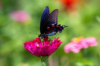 how to grow zinnias butterfly joshua-j-cotten-unsplash