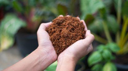 A pair of hands holding coco coir compost