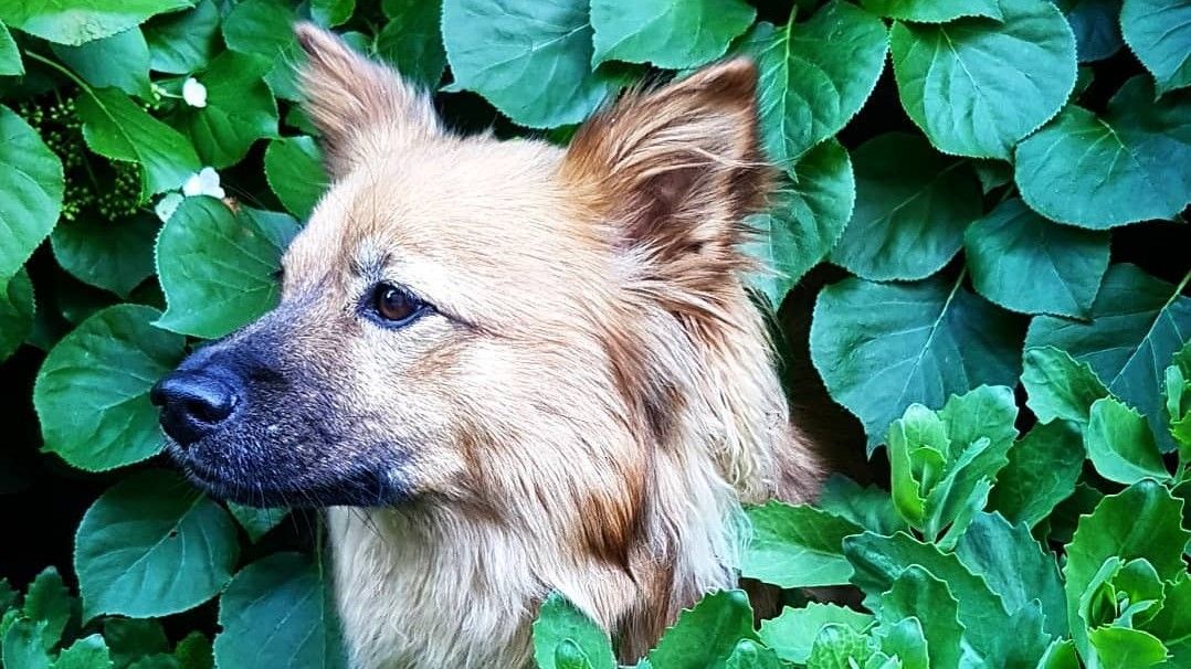 Korean street dog