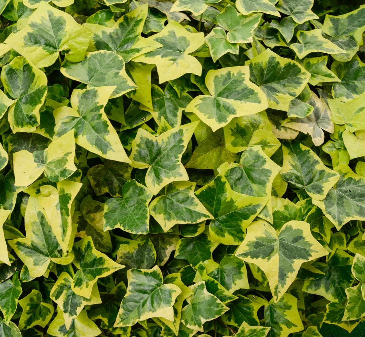30 English Ivy Seeds for Planting - Easy to Grow Ivy Vine - Hedera Helix