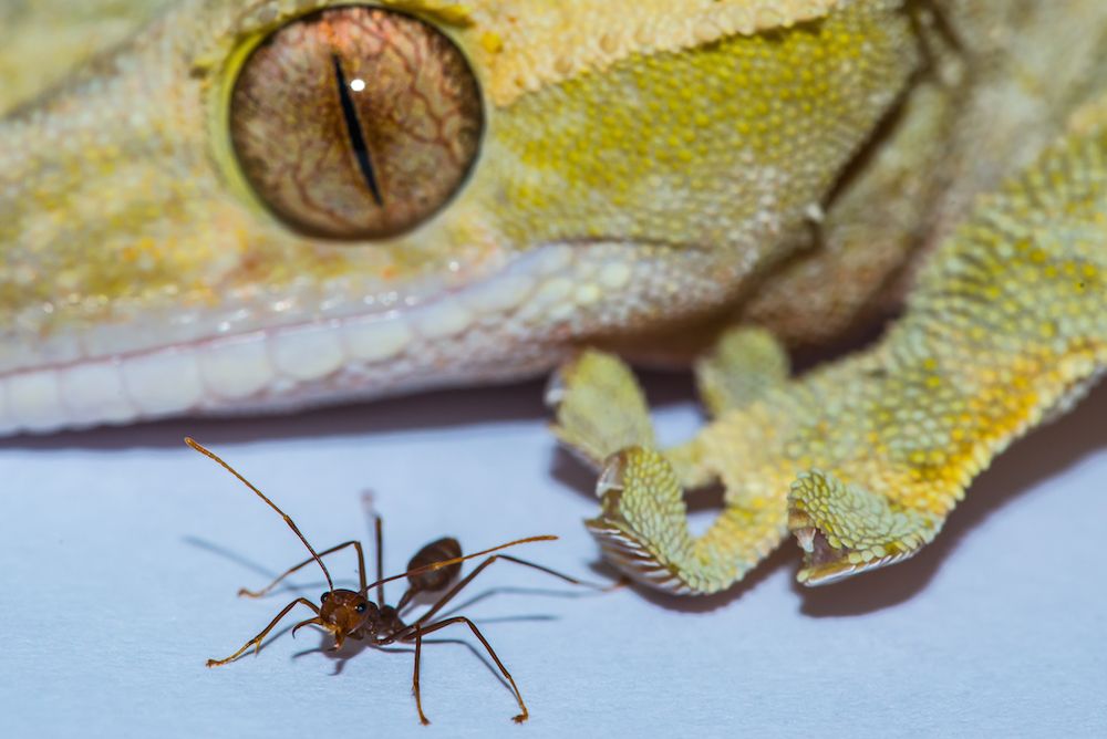 gecko and ant