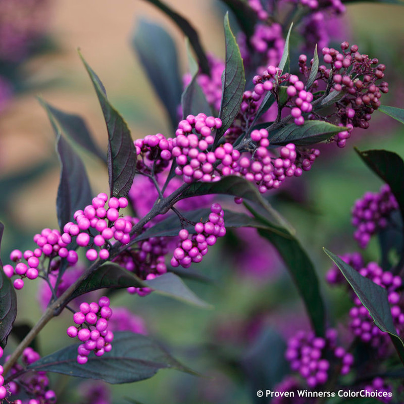 Pearl Glam&amp;reg; Beautyberry