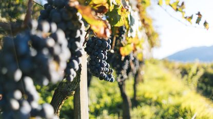 Muscadine grapes in a vineyard