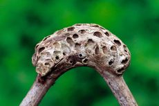 The architectural artistry of the gall wasp is showcased on a bramble stem.