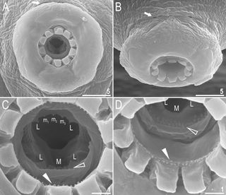 The newfound tardigrade, Macrobiotus shonaicus, has a circular mouth ringed by three rows of teeth.