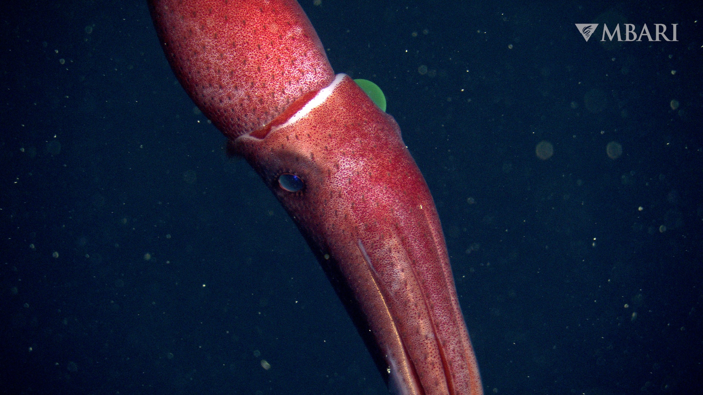 The strawberry seed-like marks on the strawberry squid are photophores, or organs that produce light.