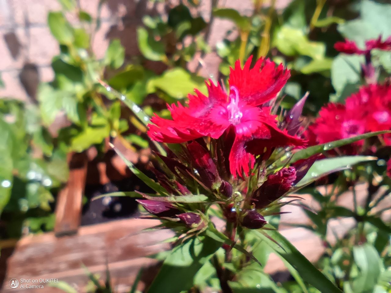 Oukitel WP66 Photo Examples