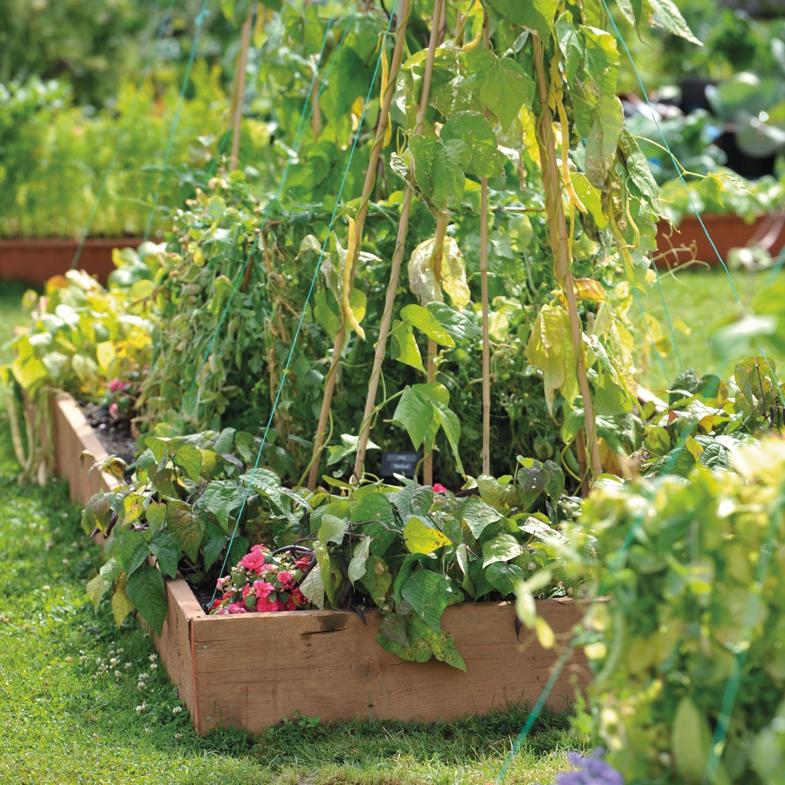 Spring Bedding Planting When to plant out bedding plants, according to experts | Ideal Home