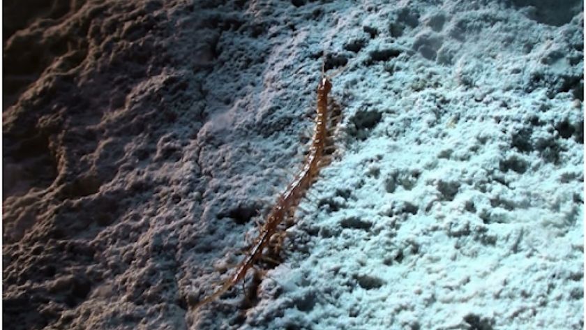 A photo of the newly discovered species (Cryptops speleorex) on a cave wall.