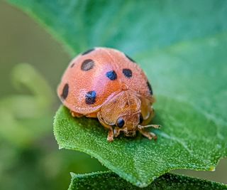 Close-up of a Mexican bean beetle on a leaf