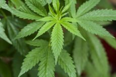 marijuana, marijuana leaves, plant