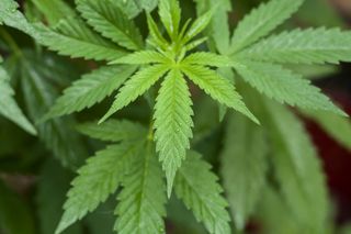marijuana, marijuana leaves, plant