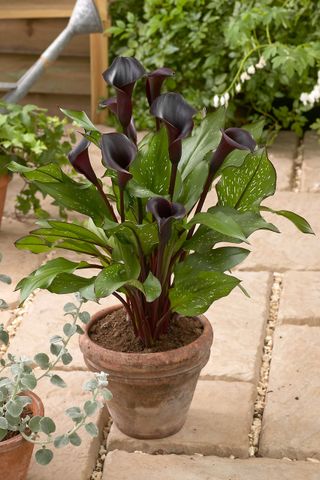 Black plants: Calla Lily ‘Memories’