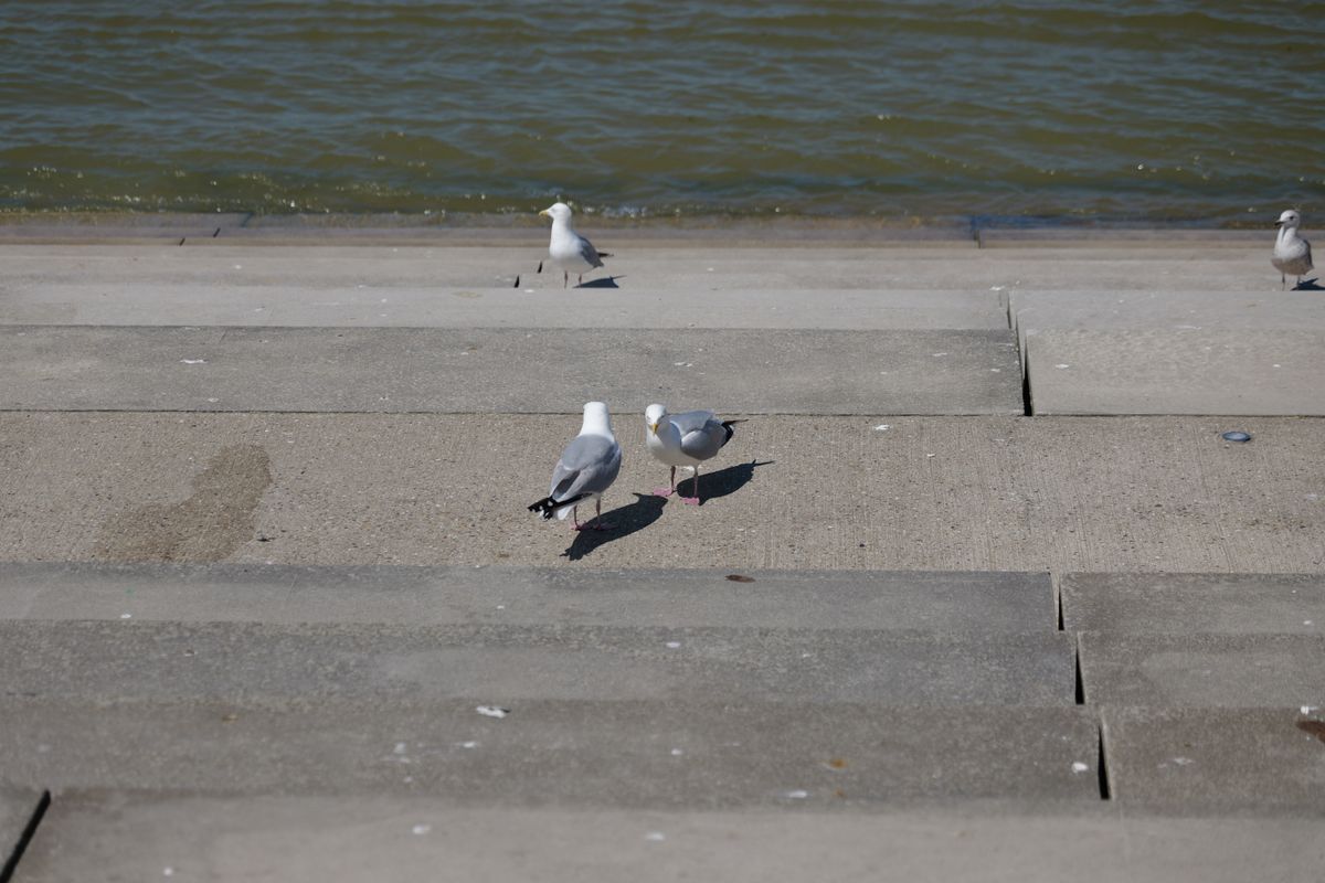 Two seagulls on concrete steps next to the ocean