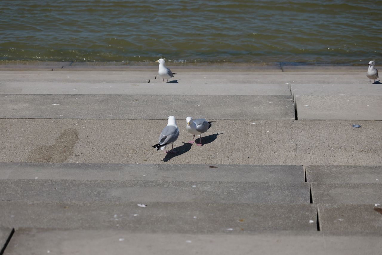 Two seagulls on concrete steps next to the ocean