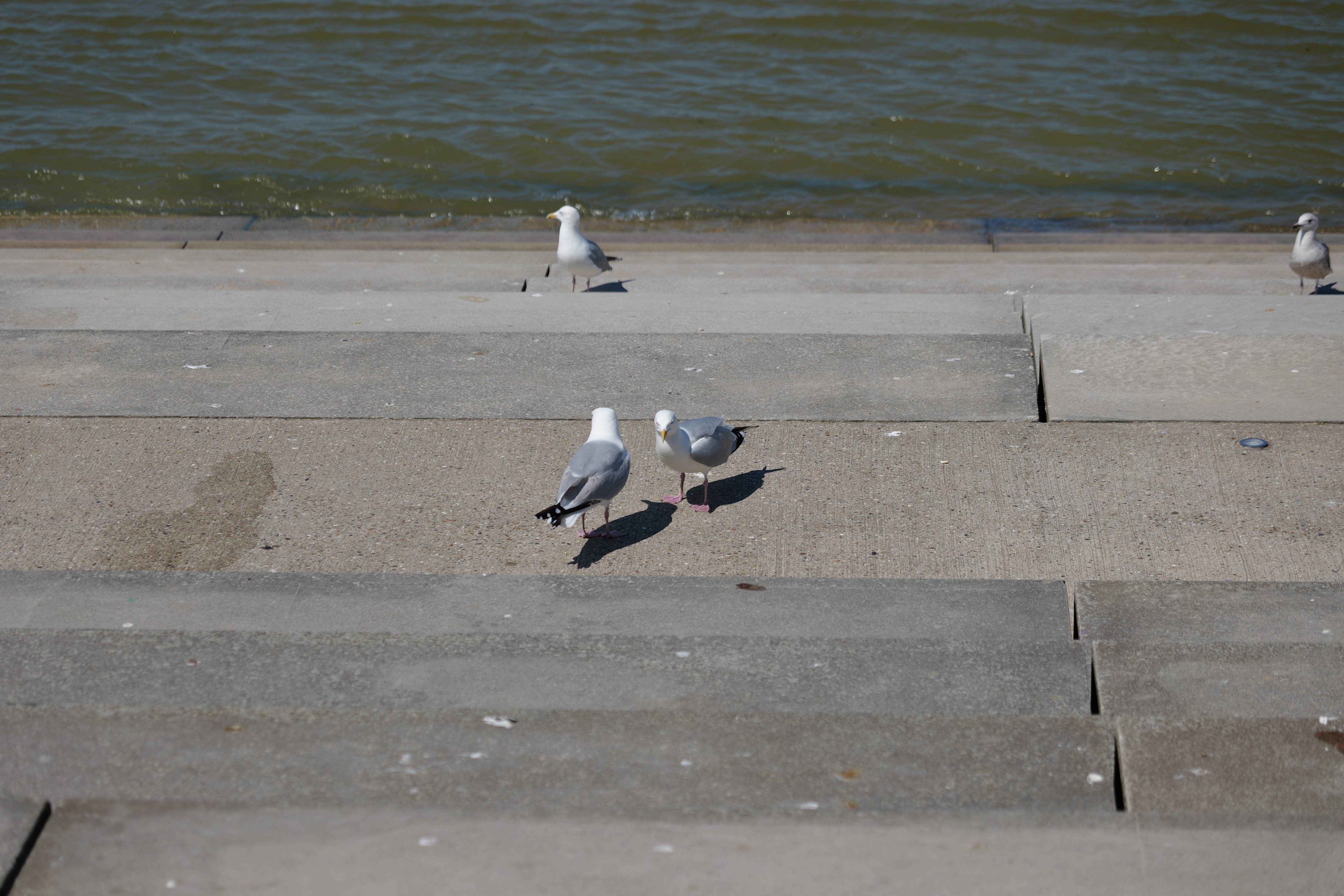 Two seagulls on concrete steps next to the ocean