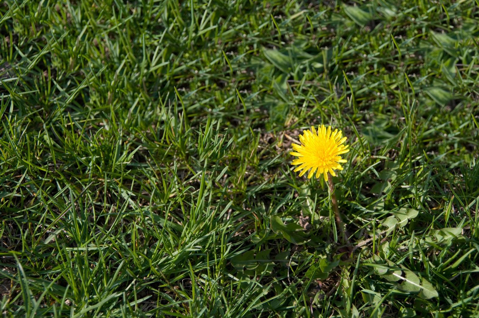 Dandelion Control - How To Get Rid Of Dandelions | Gardening Know How