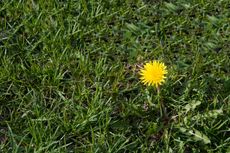 Single Yellow Dandelion In Green Grass