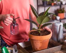 rubber plant in a plant pot being sprayed with water 