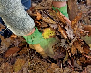 collecting leaves for leaf mould