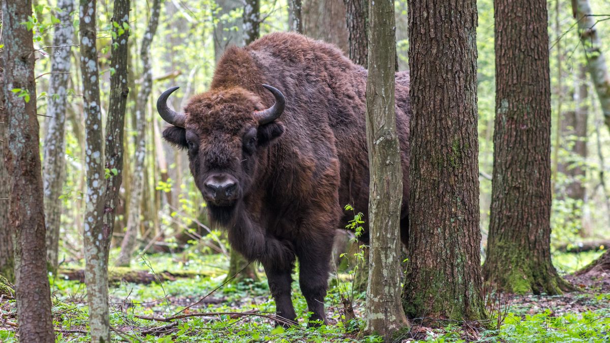 Owner not charged after 1,300-pound Billy the Bison found roaming ...