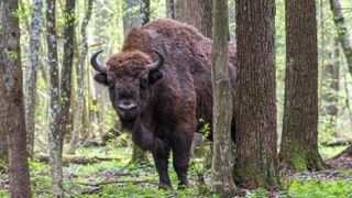 Bison in forest