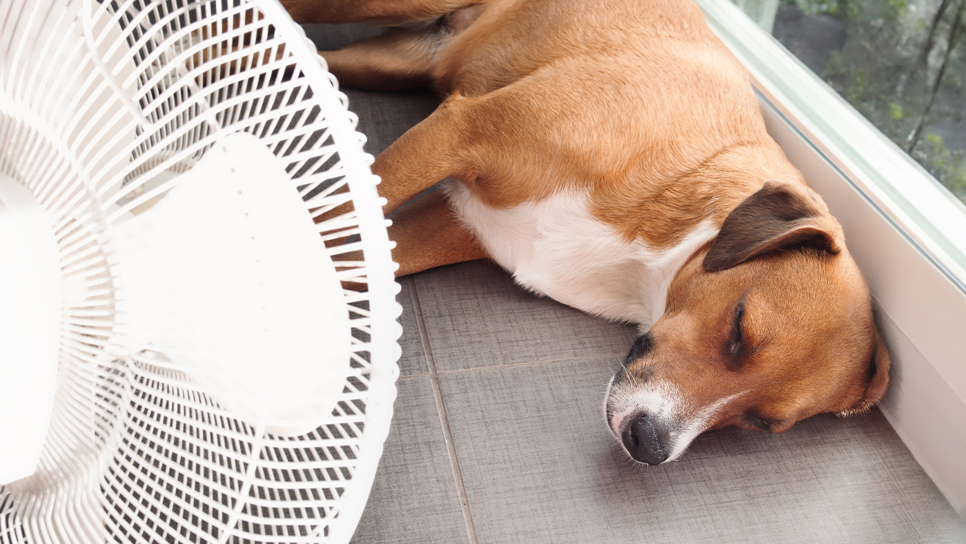Hot dog lying in front of fan