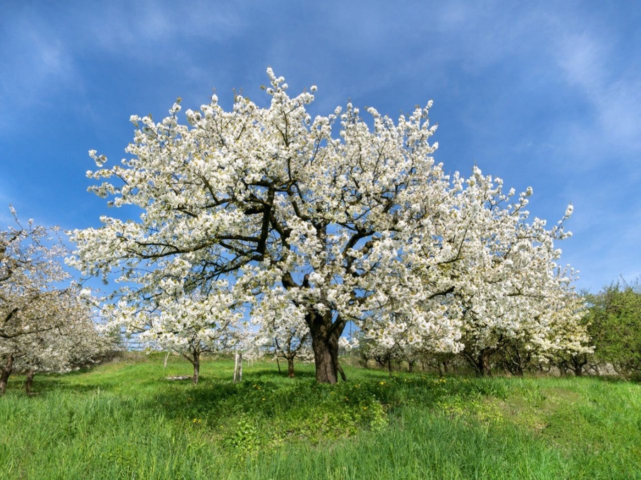 Large White Flowering Ornamental Tree